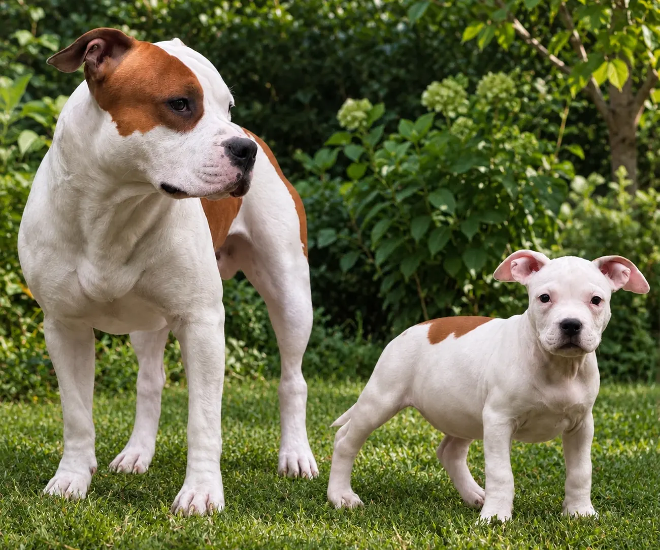 Asgard, Amstaff adulte blanc et fauve, et Brienne, chiot blanc, debout côte à côte sur l’herbe, devant des arbustes.