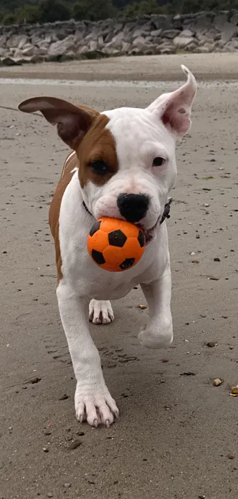 Asgard, chiot, trottine sur la plage avec une balle orange dans la gueule.