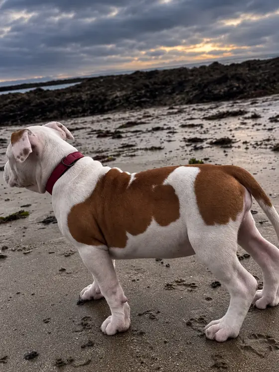 Brienne, chiot, de profil sur la plage sous un ciel nuageux de fin de journée.