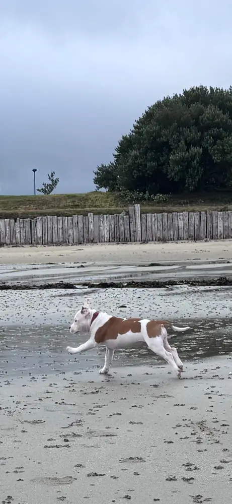 Brienne, chiot, court sur une plage à marée basse.