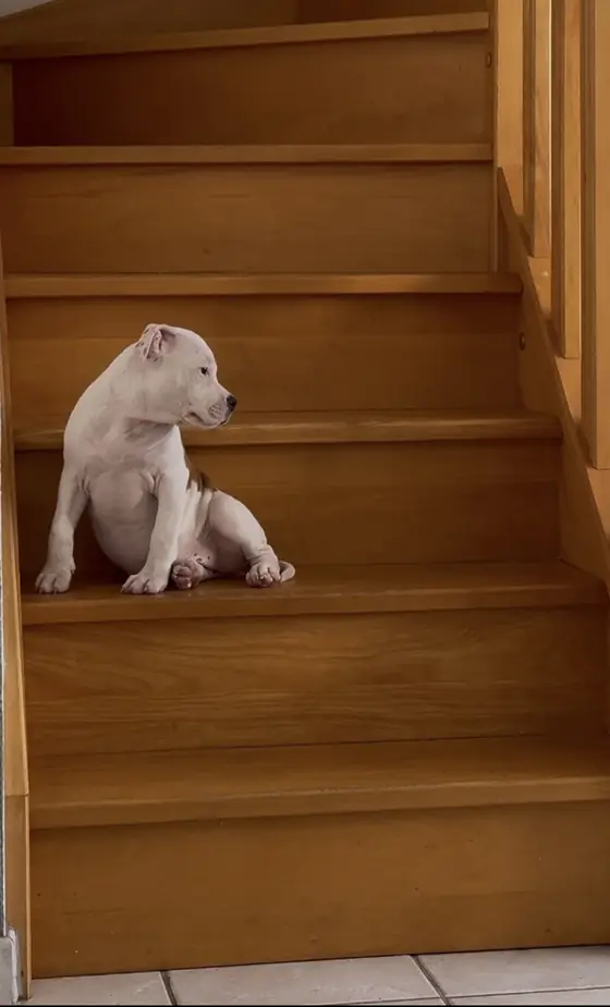 Brienne, chiot, assise sur une marche d’un escalier en bois.