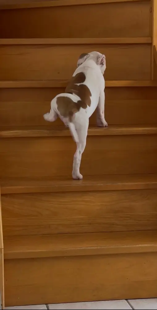 Brienne, chiot, grimpe un escalier en bois.