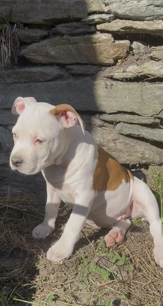 Brienne, chiot, assise au soleil contre un mur de pierres.