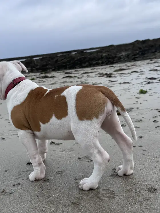 Brienne, chiot, de profil sur une plage.