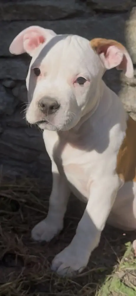 Brienne, chiot, assise au soleil devant un mur de pierres, regarde l’objectif.