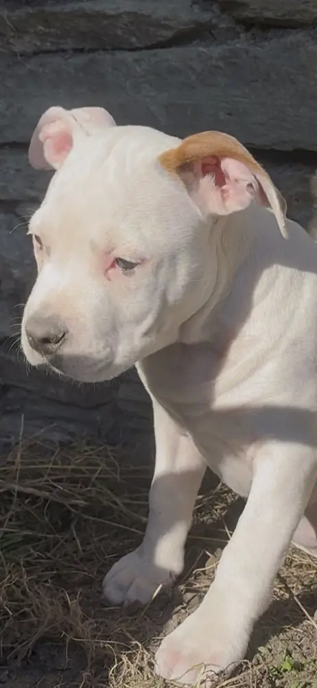 Brienne, chiot, en gros plan au soleil.