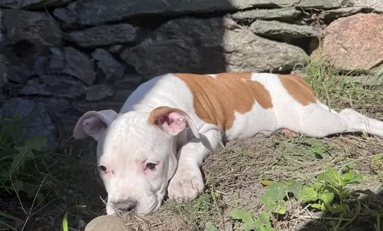 Brienne, chiot, allongée au soleil près d’un mur de pierres.