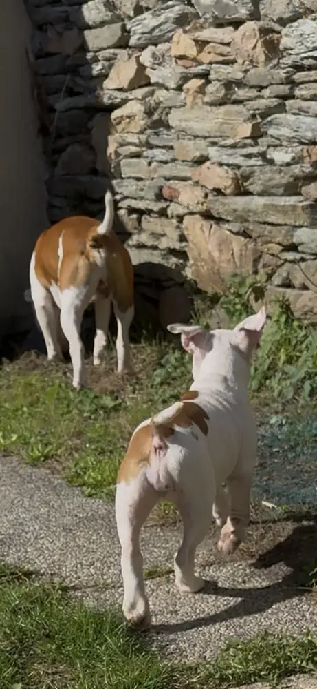 Brienne, chiot, trottine derrière Asgard le long d’un mur de pierres.