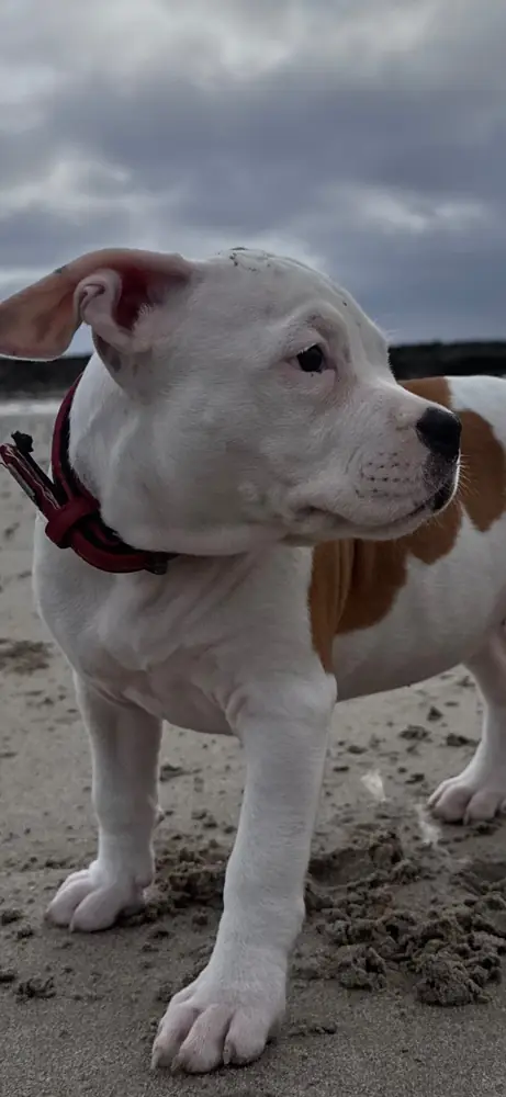 Brienne, chiot, sur le sable, une oreille soulevée par le vent.
