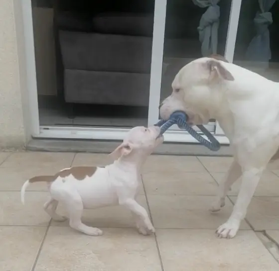Brienne, chiot, et Asgard tirent chacun sur une corde de jeu.