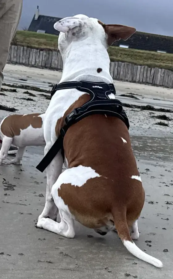 Asgard et Brienne de dos sur la plage.