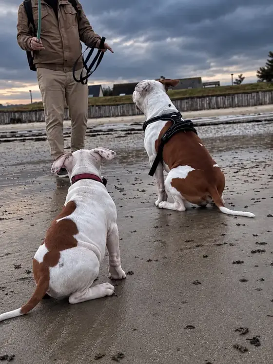 Asgard et Brienne assis sur la plage pendant une séance d’apprentissage.