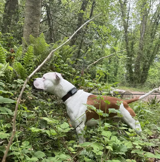 Asgard explore un sous-bois plein de fougères.