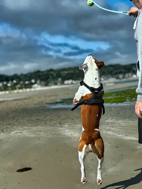 Asgard bondit sur la plage vers une balle lancée avec un lance-balle.